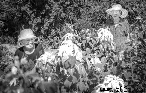 ��������ϡ�������ӡ��Է�������������ͼ��