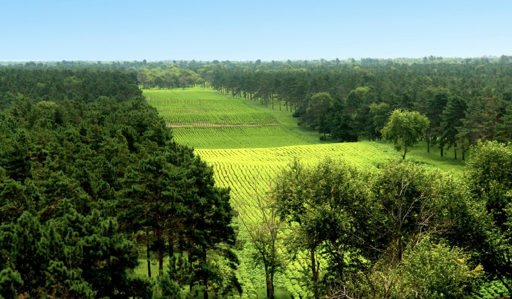 ����ȥ����������